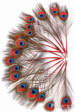 Pavone blu miniatura - 15-25 cm - rosso